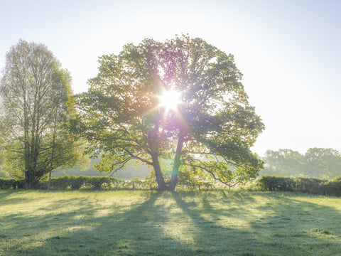Sun brust through a tree, New Forest, Hampshire, UK - Wall Art - By Assaf Frank- Gallery Art Company