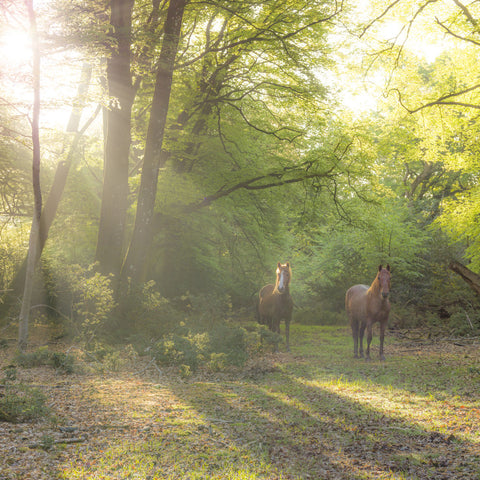 Horses in New Forest, Hampshire, UK - Wall Art - By Assaf Frank- Gallery Art Company