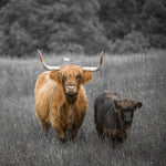 Highland Cows - Wall Art - By Assaf Frank- Gallery Art Company