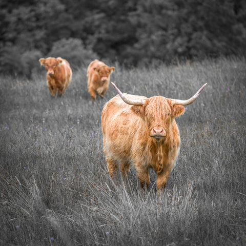Highland Cows - Wall Art - By Assaf Frank- Gallery Art Company