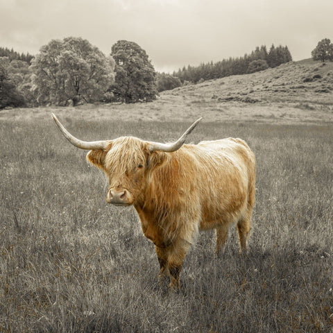 Highland Cows - Wall Art - By Assaf Frank- Gallery Art Company