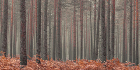 Misty Forest - Wall Art - By Assaf Frank- Gallery Art Company