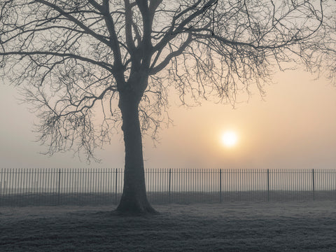 Misty morning - Wall Art - By Assaf Frank- Gallery Art Company