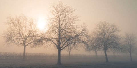 Misty morning - Wall Art - By Assaf Frank- Gallery Art Company