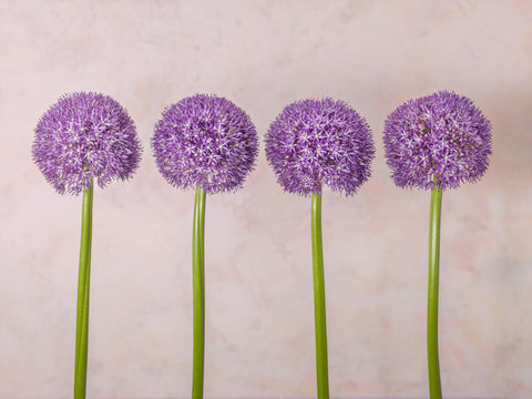 Allium flowers in a row - Wall Art - By Assaf Frank- Gallery Art Company