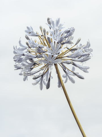 African Lily flower - Wall Art - By Assaf Frank- Gallery Art Company