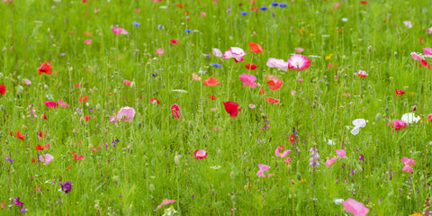 Meadow flowers - Wall Art - By Assaf Frank- Gallery Art Company