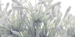 African Lily flowers - Wall Art - By Assaf Frank- Gallery Art Company
