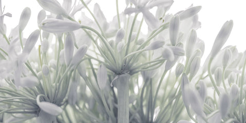 African Lily flowers - Wall Art - By Assaf Frank- Gallery Art Company