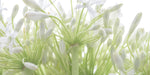 African Lily flowers - Wall Art - By Assaf Frank- Gallery Art Company