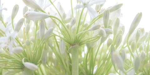 African Lily flowers - Wall Art - By Assaf Frank- Gallery Art Company