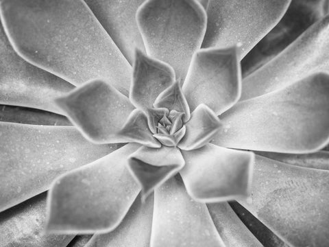 Close-up of Succulent plant - Wall Art - By Assaf Frank- Gallery Art Company