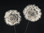 Dandelion Clock on black background - Wall Art - By Assaf Frank- Gallery Art Company