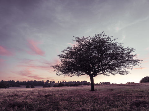 Single tree in a meadow - Wall Art - By Assaf Frank- Gallery Art Company