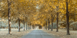 Pathway through trees - Wall Art - By Assaf Frank- Gallery Art Company