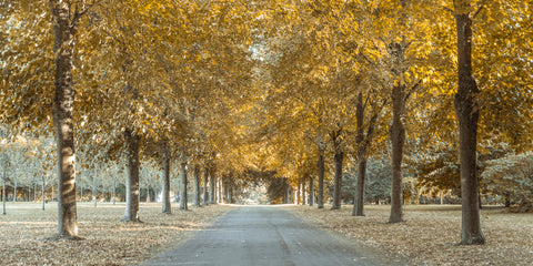 Pathway through trees - Wall Art - By Assaf Frank- Gallery Art Company