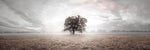 Tree at sunrise - Wall Art - By Assaf Frank- Gallery Art Company