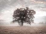 Tree at sunrise - Wall Art - By Assaf Frank- Gallery Art Company
