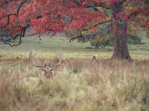 Stag in a field - Wall Art - By Assaf Frank- Gallery Art Company