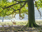 Stag under an old oak tree - Wall Art - By Assaf Frank- Gallery Art Company