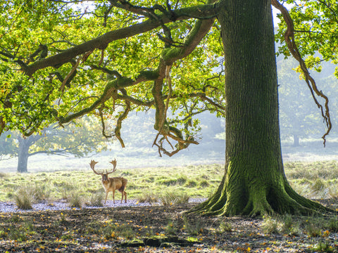 Stag under an old oak tree - Wall Art - By Assaf Frank- Gallery Art Company