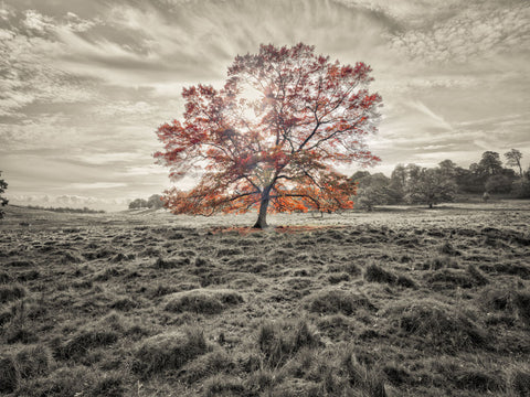 Single tree at autumn - Wall Art - By Assaf Frank- Gallery Art Company