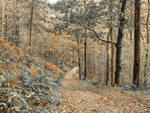 Forest path, Lake District - Wall Art - By Assaf Frank- Gallery Art Company