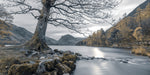 Buttermere Tree, Lake District - Wall Art - By Assaf Frank- Gallery Art Company