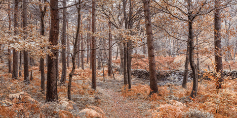 Forest path, Lake District - Wall Art - By Assaf Frank- Gallery Art Company