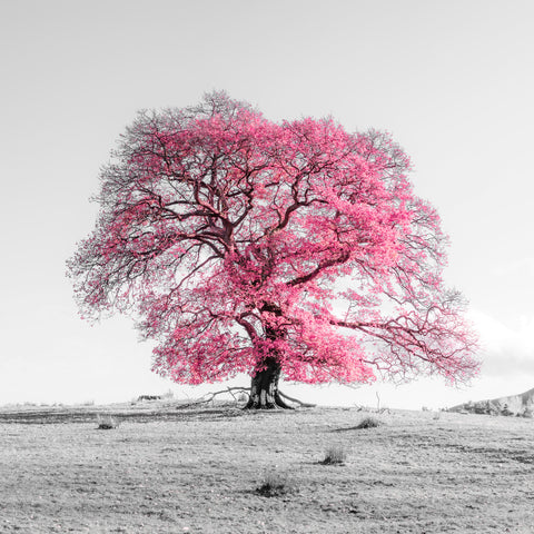 Tree on a hill, pink - Wall Art - By Assaf Frank- Gallery Art Company