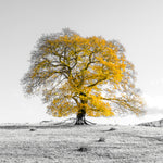 Tree on a hill, yellow, gold - Wall Art - By Assaf Frank- Gallery Art Company