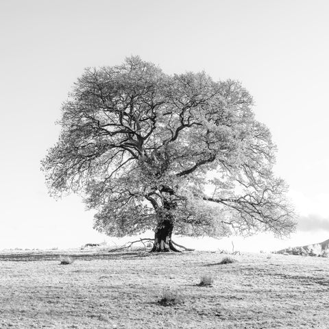 Tree on a hill, black and white - Wall Art - By Assaf Frank- Gallery Art Company