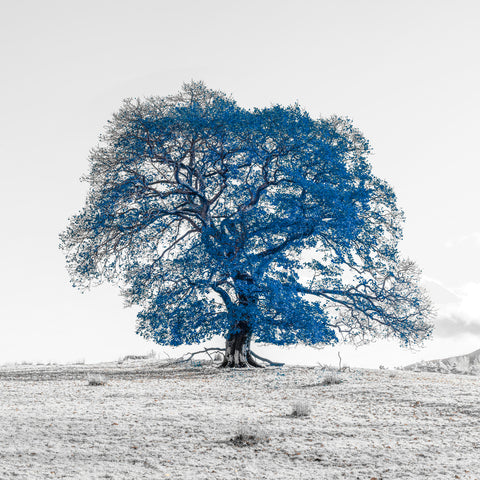 Tree on a hill, blue - Wall Art - By Assaf Frank- Gallery Art Company