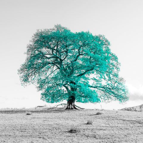 Tree on a hill, teal - Wall Art - By Assaf Frank- Gallery Art Company