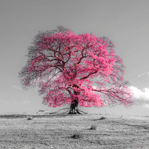 Tree on a hill, pink - Wall Art - By Assaf Frank- Gallery Art Company