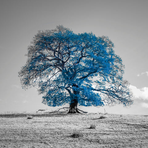 Tree on a hill, blue - Wall Art - By Assaf Frank- Gallery Art Company