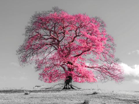 Tree on a hill - Wall Art - By Assaf Frank- Gallery Art Company