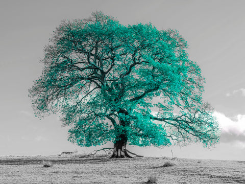 Tree on a hill - Wall Art - By Assaf Frank- Gallery Art Company