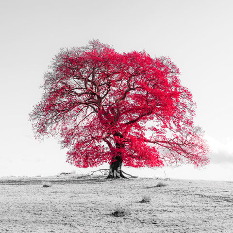 Tree on a hill, red - Wall Art - By Assaf Frank- Gallery Art Company