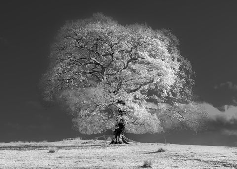 Tree on a hill, black and white - Wall Art - By Assaf Frank- Gallery Art Company