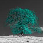 Tree on a hill, teal - Wall Art - By Assaf Frank- Gallery Art Company