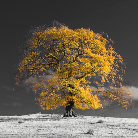 Tree on a hill, yellow, gold - Wall Art - By Assaf Frank- Gallery Art Company