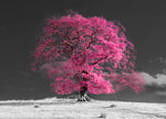 Tree on a hill, pink - Wall Art - By Assaf Frank- Gallery Art Company