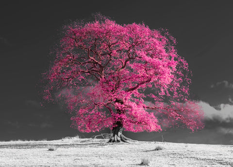 Tree on a hill, pink - Wall Art - By Assaf Frank- Gallery Art Company
