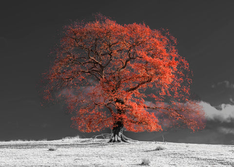 Tree on a hill, orange - Wall Art - By Assaf Frank- Gallery Art Company