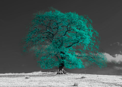 Tree on a hill, teal - Wall Art - By Assaf Frank- Gallery Art Company
