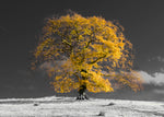 Tree on a hill, yellow, gold - Wall Art - By Assaf Frank- Gallery Art Company