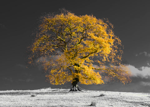 Tree on a hill, yellow, gold - Wall Art - By Assaf Frank- Gallery Art Company