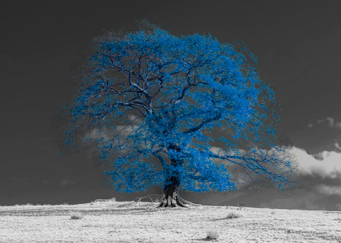 Tree on a hill, blue - Wall Art - By Assaf Frank- Gallery Art Company