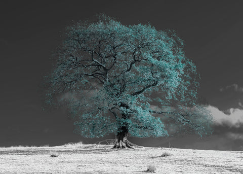Tree on a hill, Duck egg blue - Wall Art - By Assaf Frank- Gallery Art Company